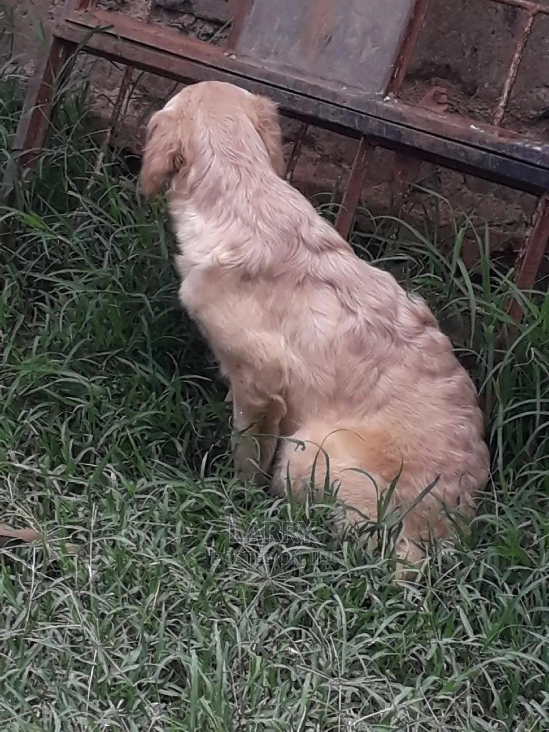 1-3 Month Female Purebred Golden Retriever