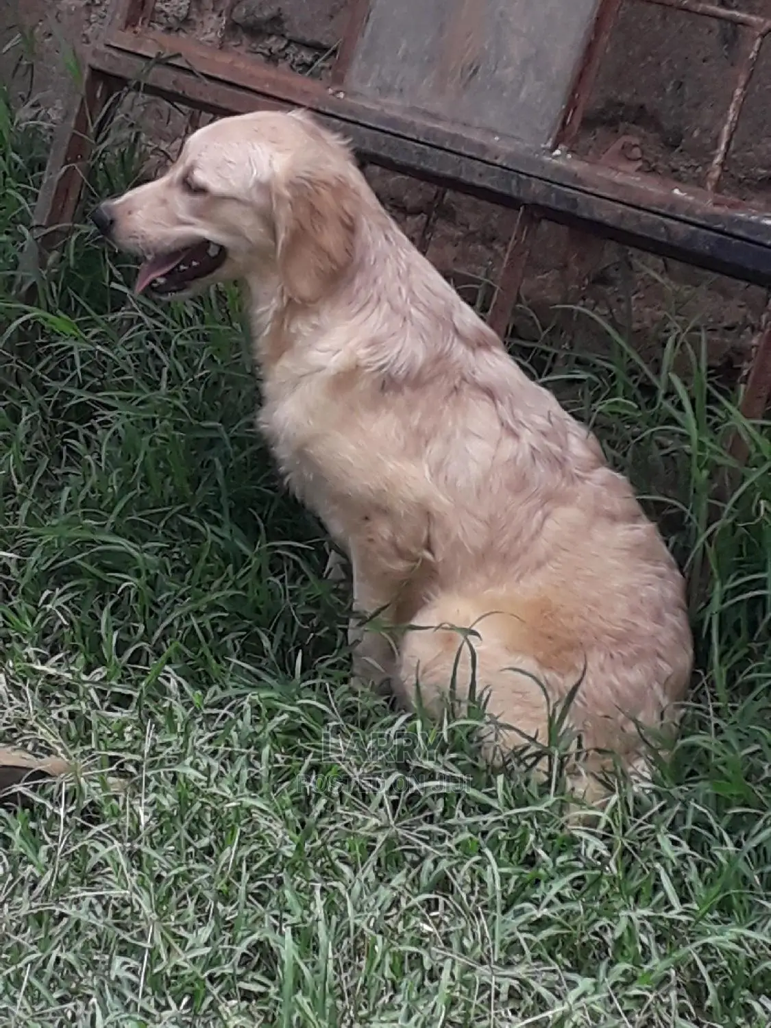 1-3 Month Female Purebred Golden Retriever