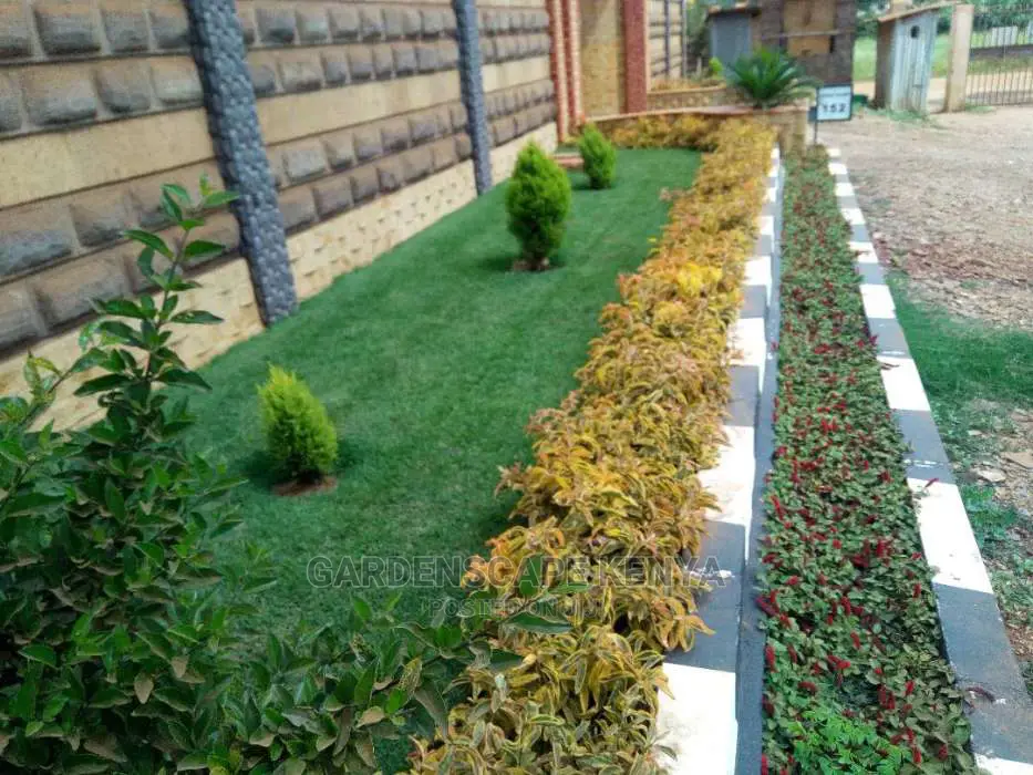 Arabic Grass Seedlings in 50kg Bags