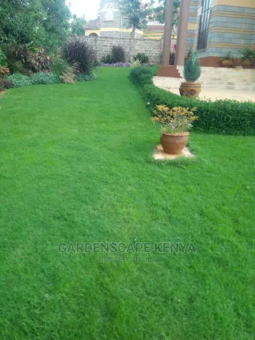 Arabic Grass Seedlings in 50kg Bags