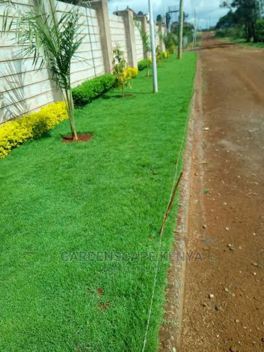 Arabic Grass/Pemba/Zimbabwe/Kikuyu/Bermuda/Paspalum Grass.