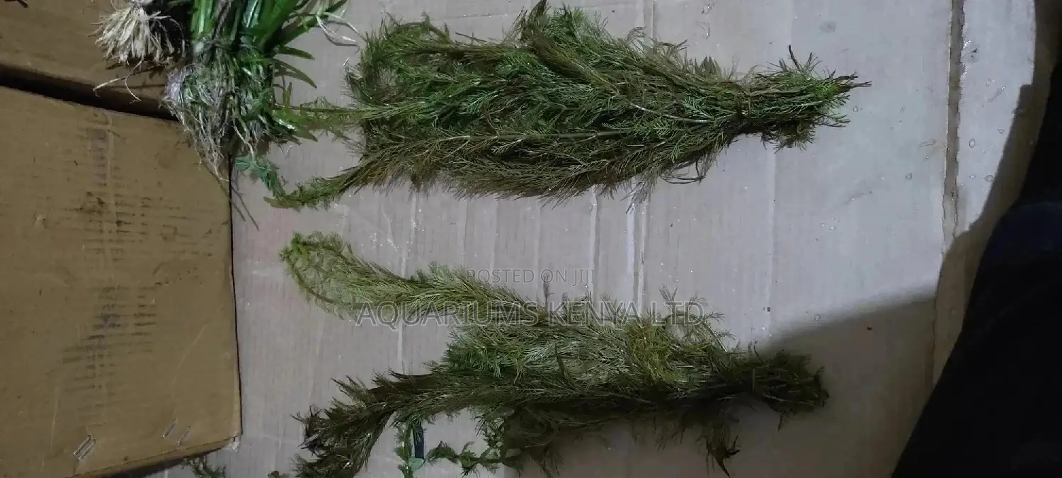 Watermilfoils, Aquarium Live Plants