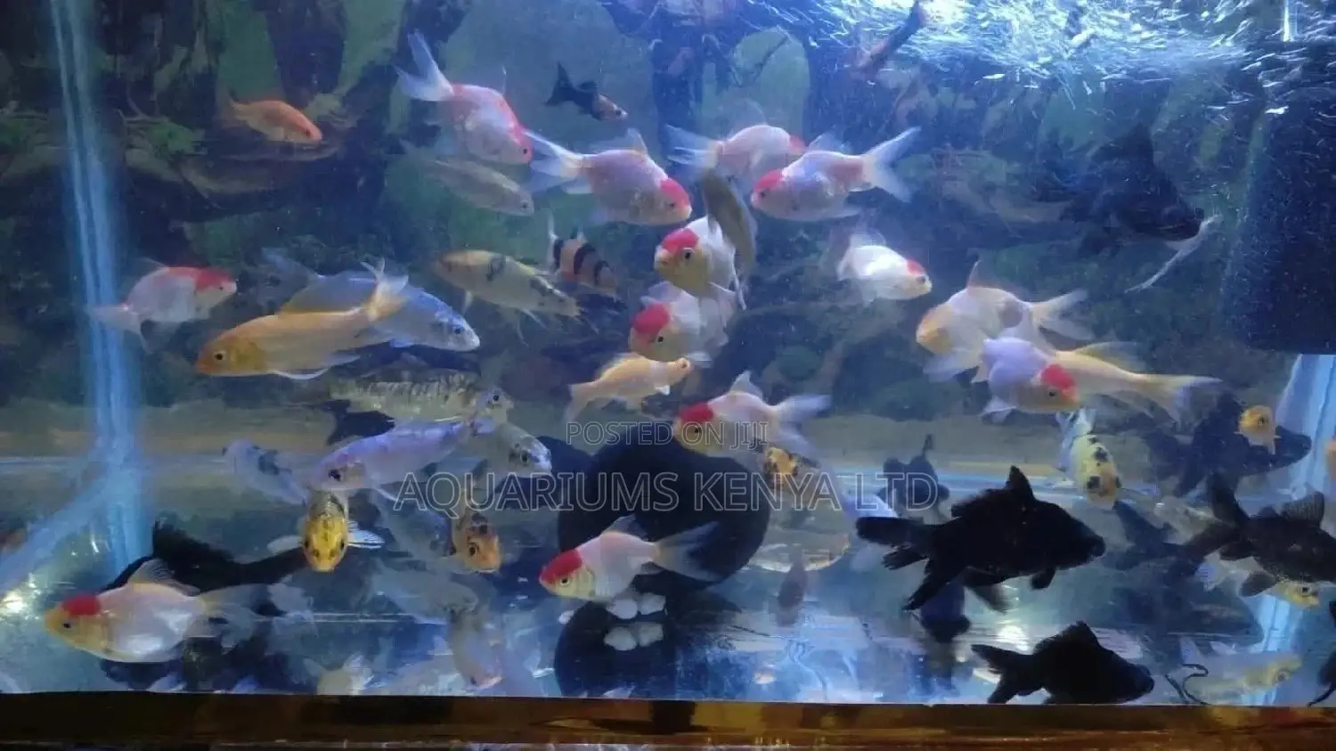 Redcups Aquarium Fish, Aquarium Fish