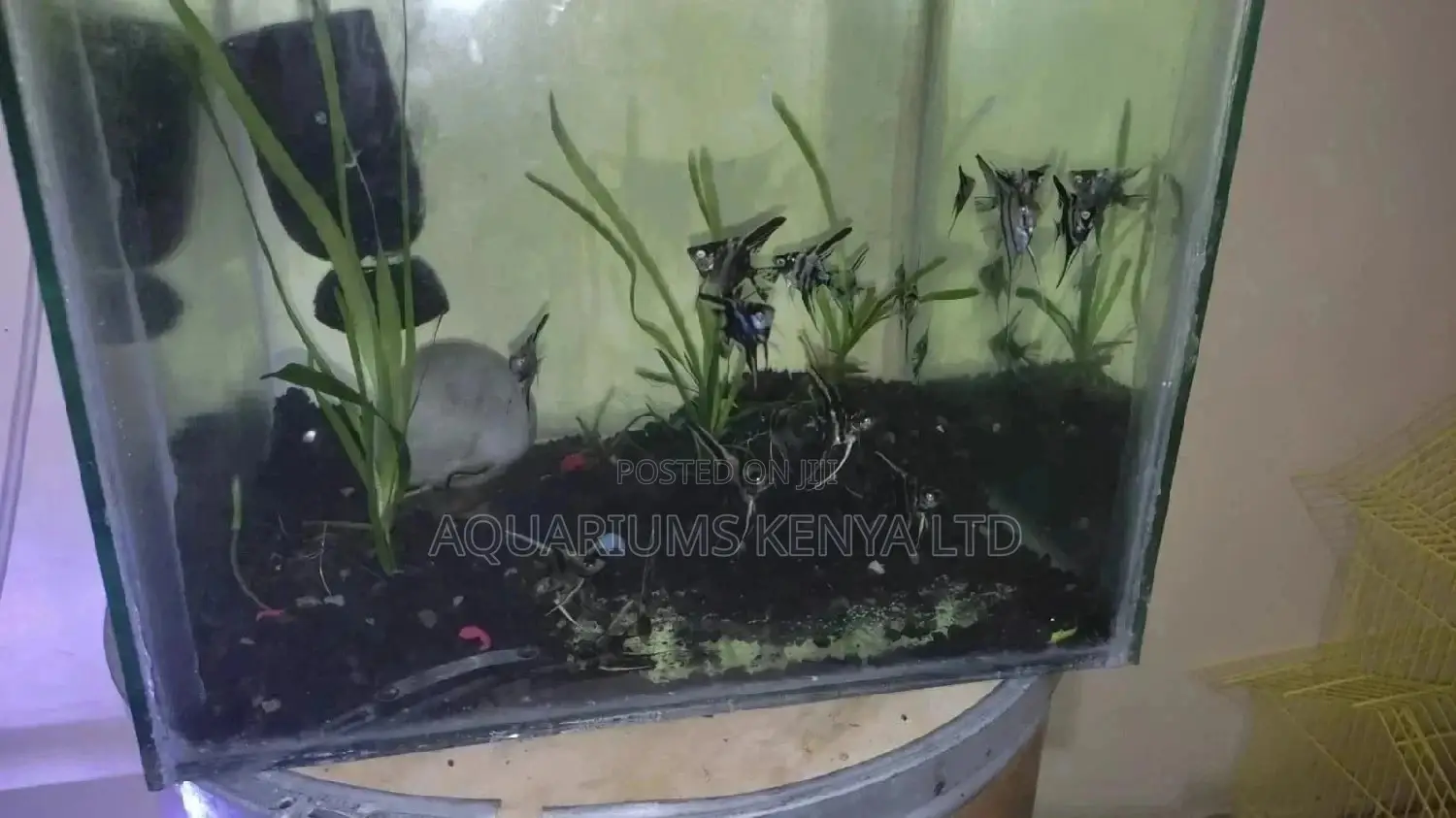 Zebra Angels , Healthy Aquarium Fish