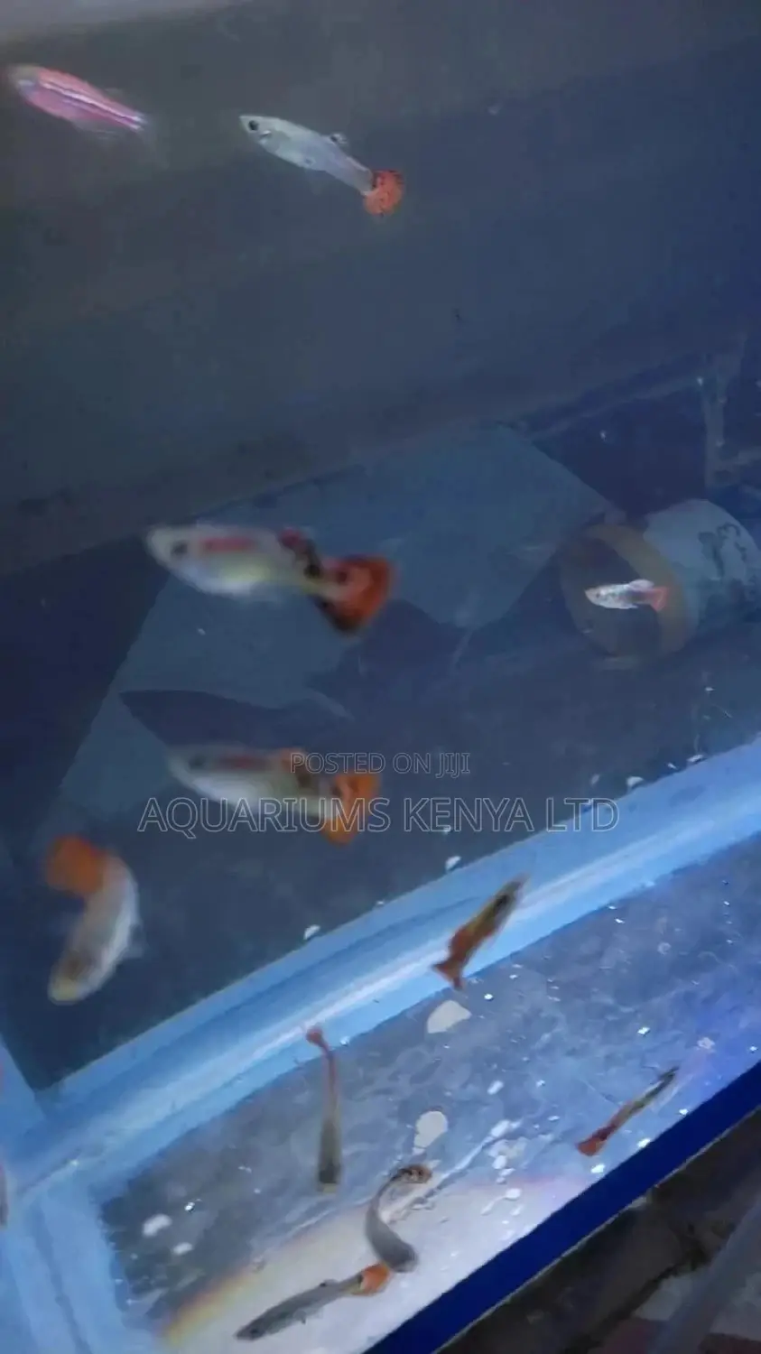 Fancy, Beautiful,Awsome to Watch Guppies.