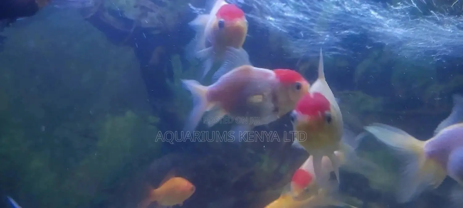 Redcap Oranda Goldfish