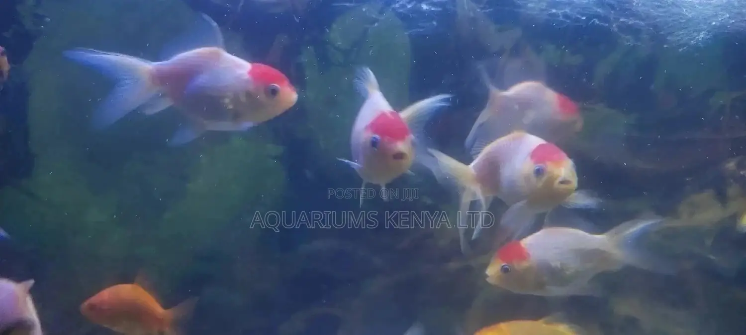 Oranda Goldfish,Redcup, Aquarium Fish