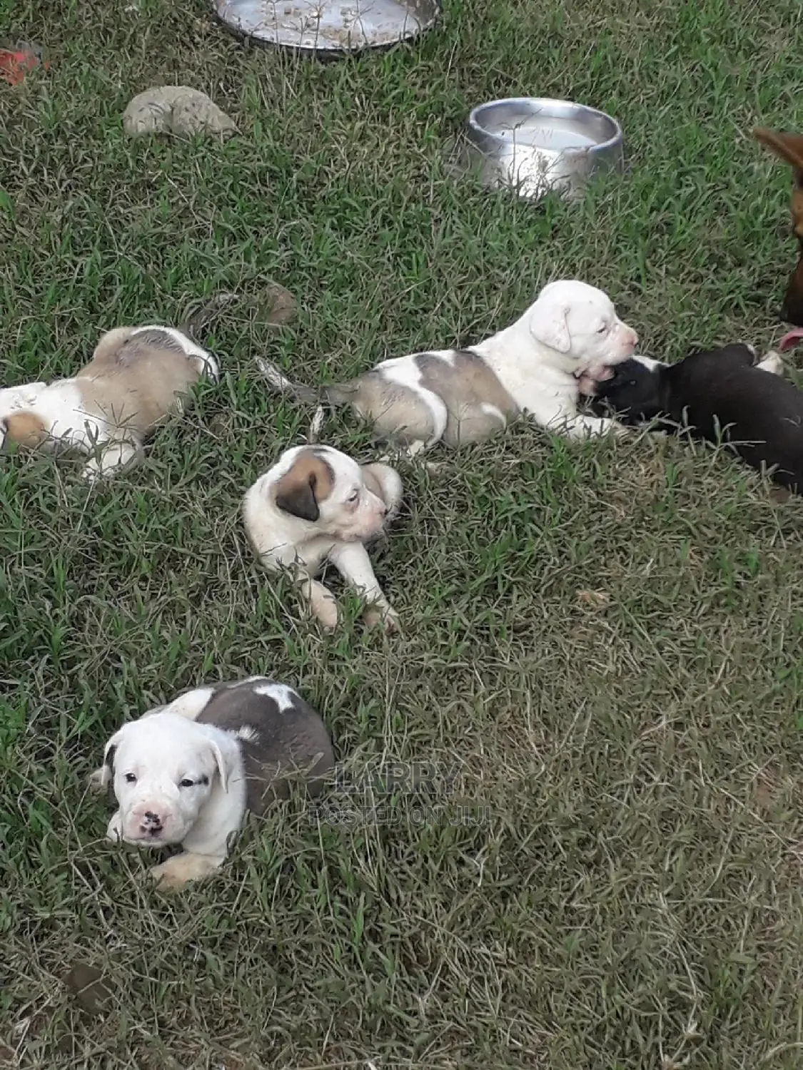 1-3 Month Female Purebred American Pit Bull Terrier