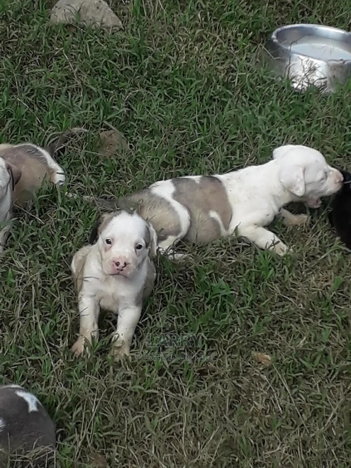 1-3 Month Female Purebred American Pit Bull Terrier