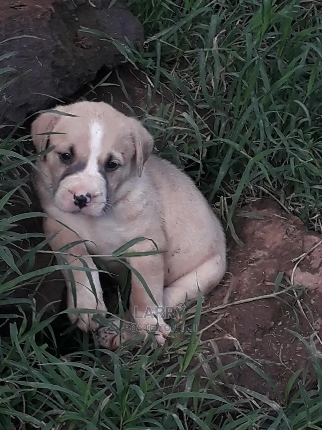 1-3 Month Female Purebred American Pit Bull Terrier