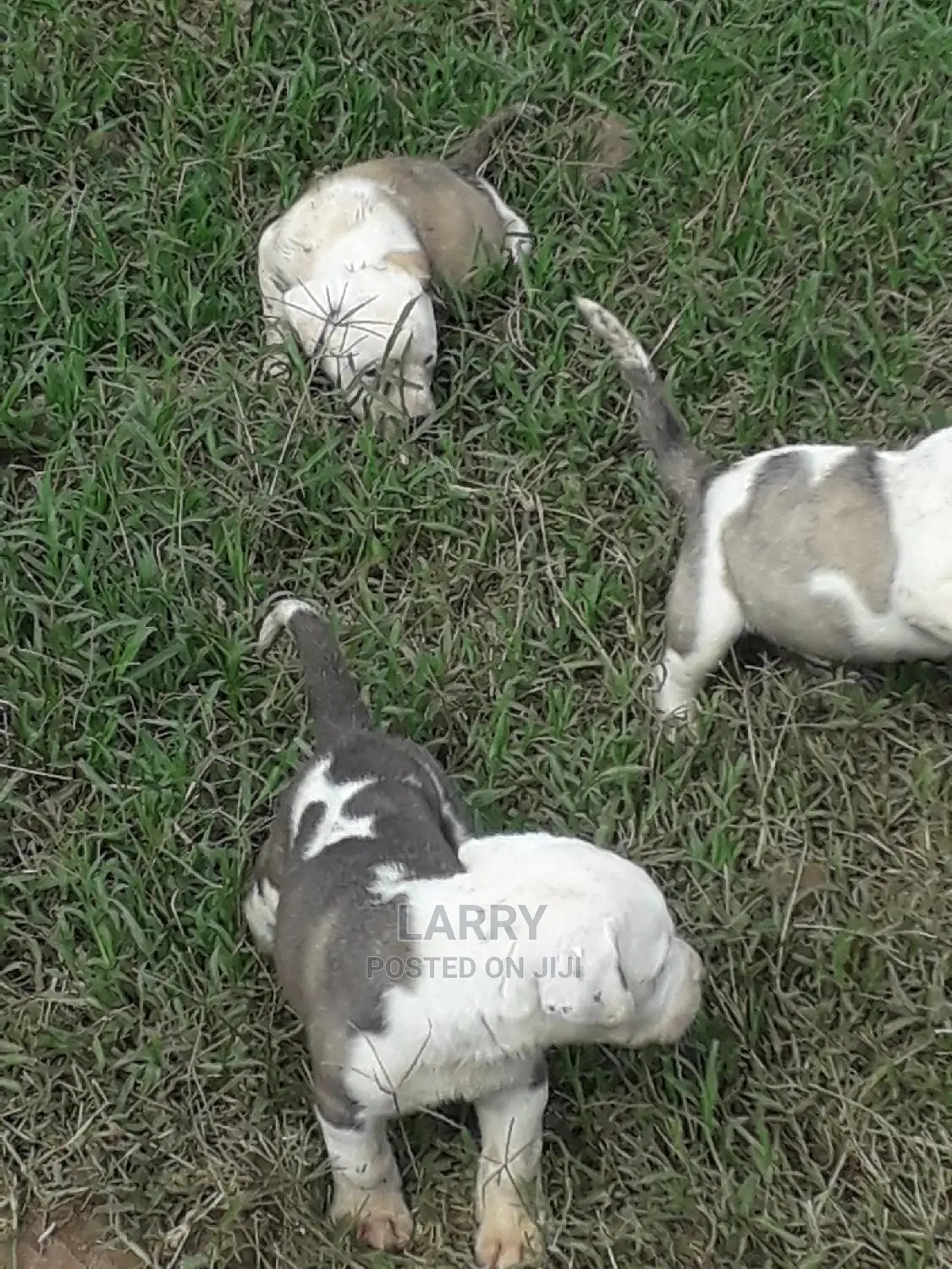 1-3 Month Female Purebred American Pit Bull Terrier