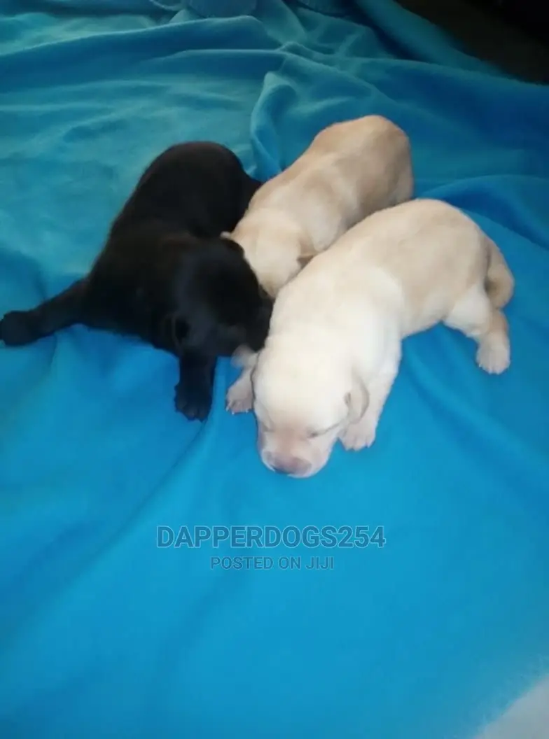 1-3 Month Male Purebred Labrador Retriever