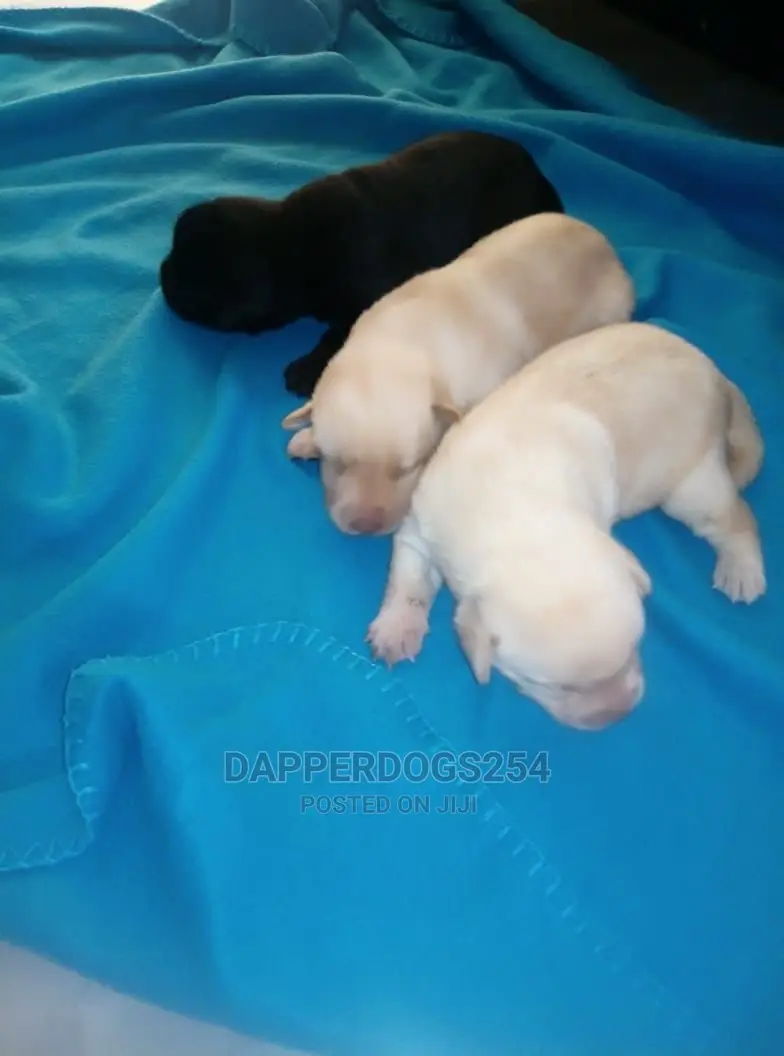 1-3 Month Male Purebred Labrador Retriever