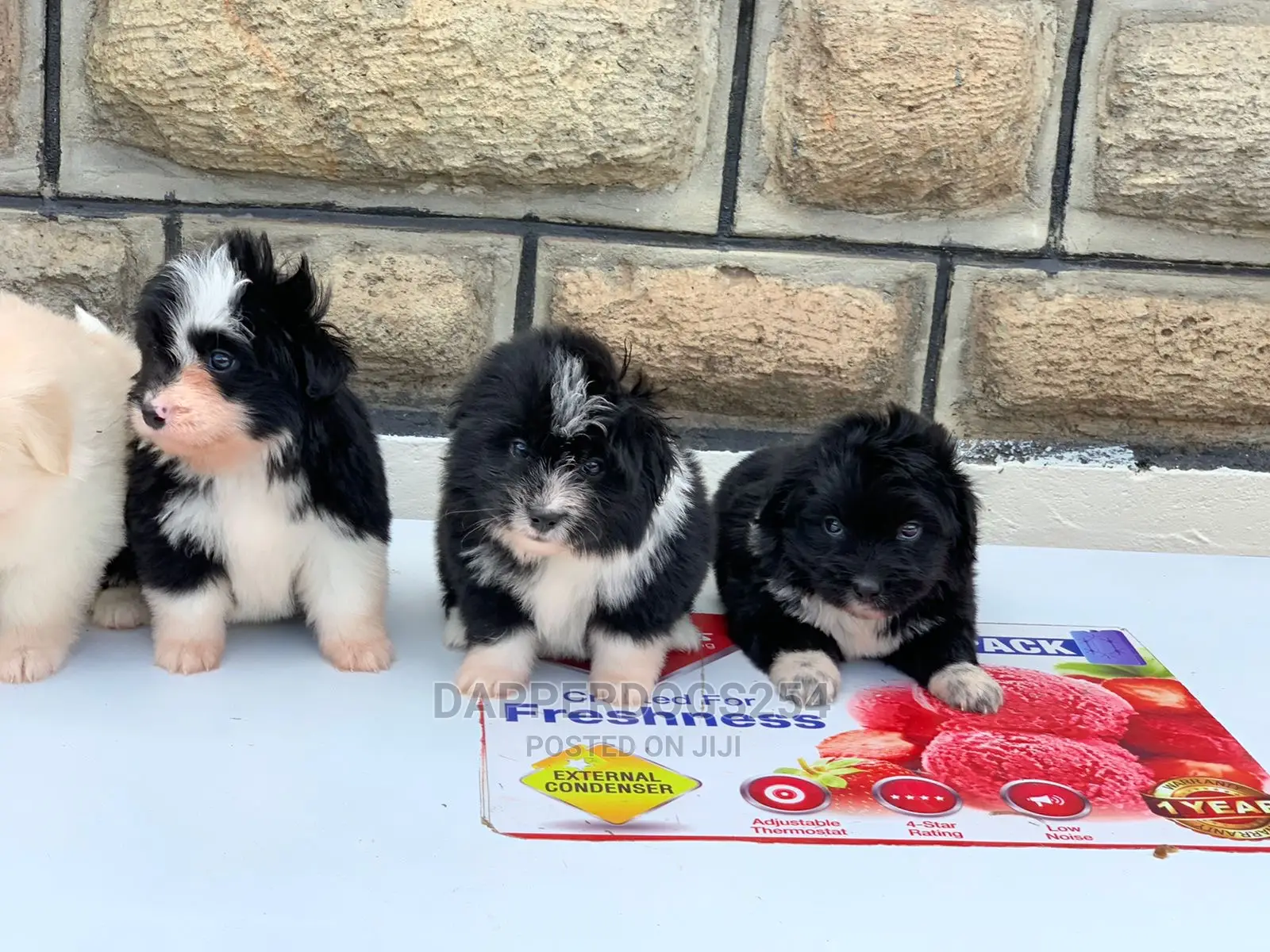 1-3 Months Male Purebred Havanese