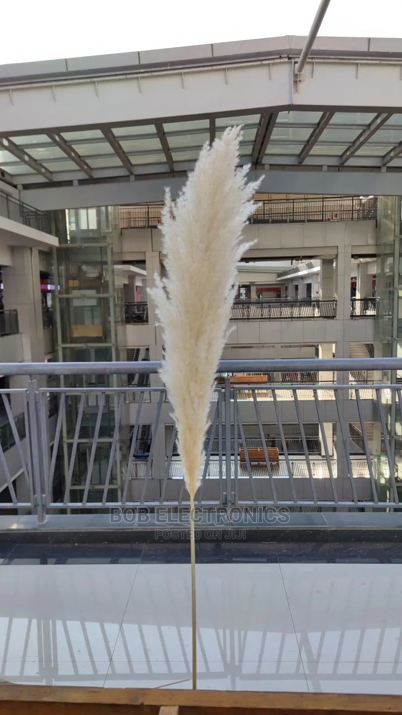 Big Fluffy Pampas Grass