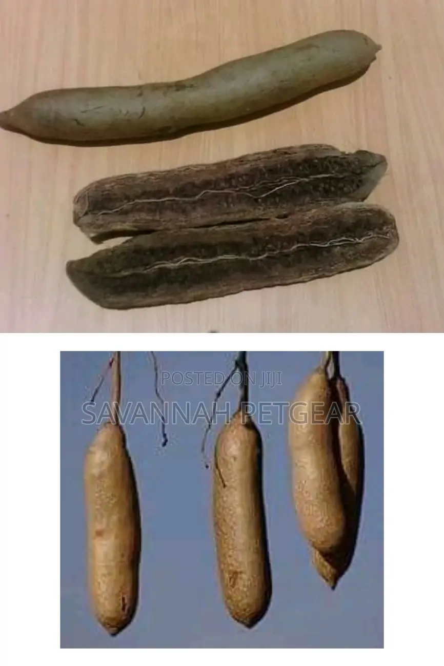 Dried Miratina Fruits Kigelia Africana Sausage Tree Fruits - Per Fruit