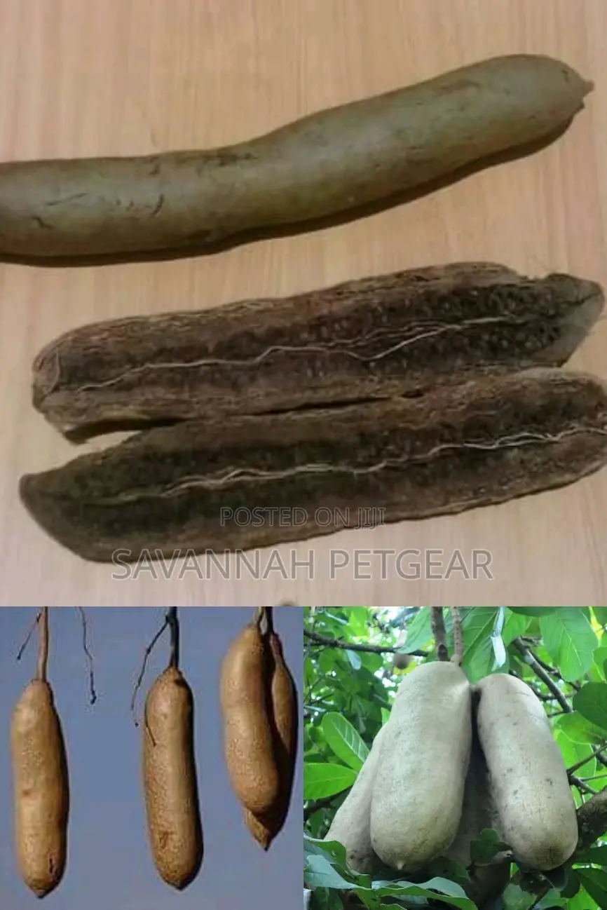 Dried Miratina Fruits Kigelia Africana Sausage Tree Fruits - Per Fruit