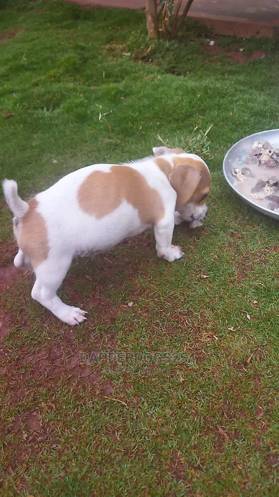 1-3 months Male Purebred Jack Russell Terrier