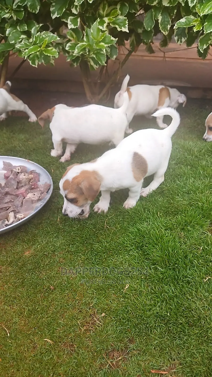 1-3 months Male Purebred Jack Russell Terrier