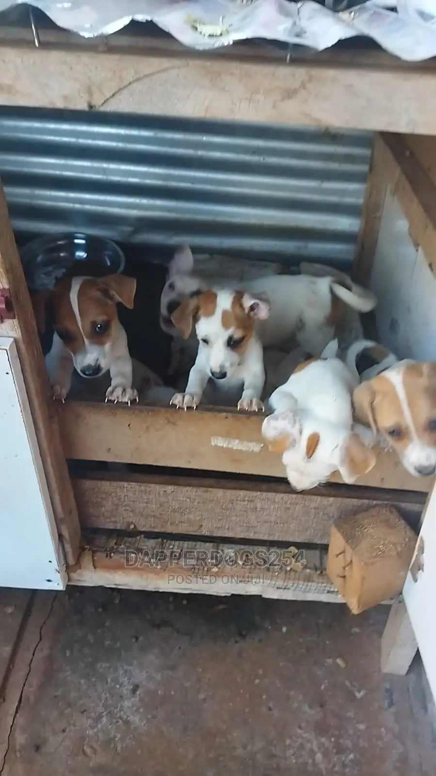 1-3 months Male Purebred Jack Russell Terrier