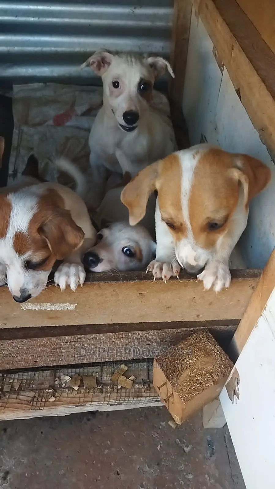 1-3 months Male Purebred Jack Russell Terrier