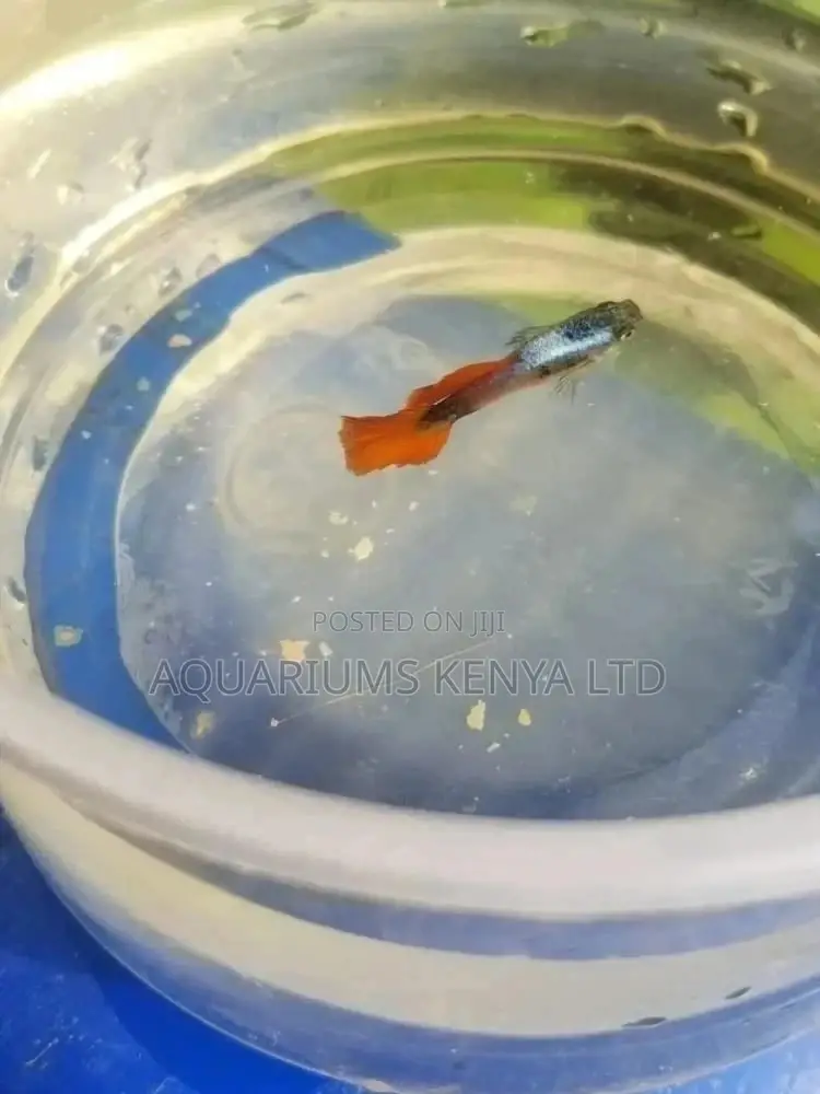 Mosaic Guppies