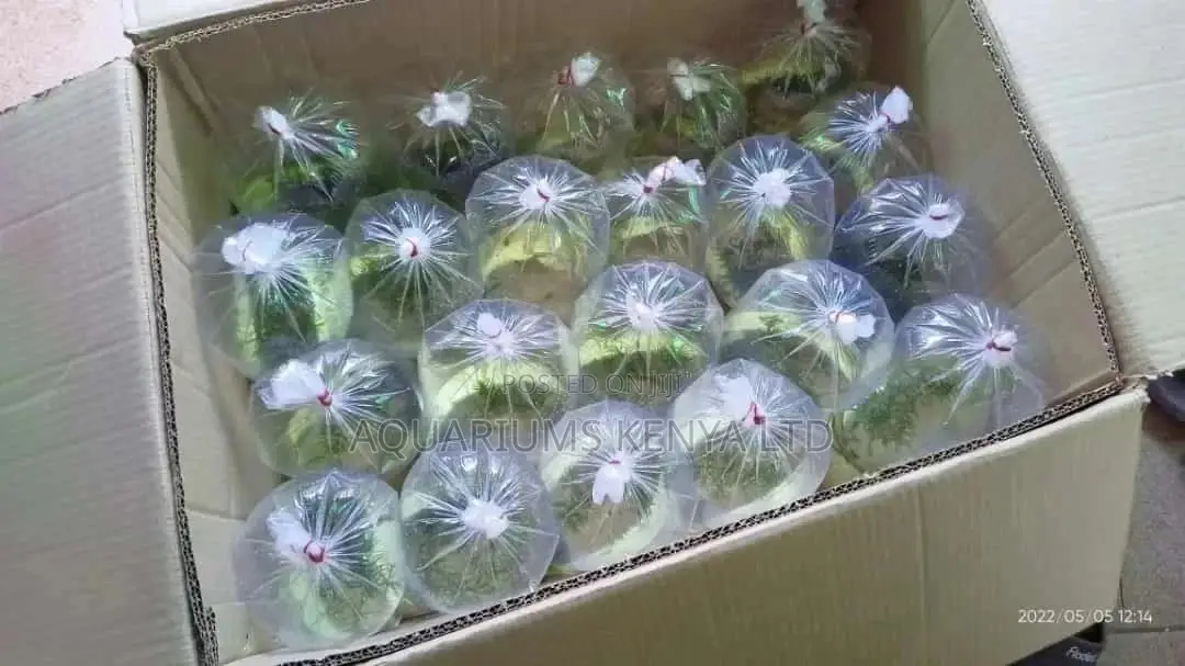 Ornamental Fish Wholesale Shipping