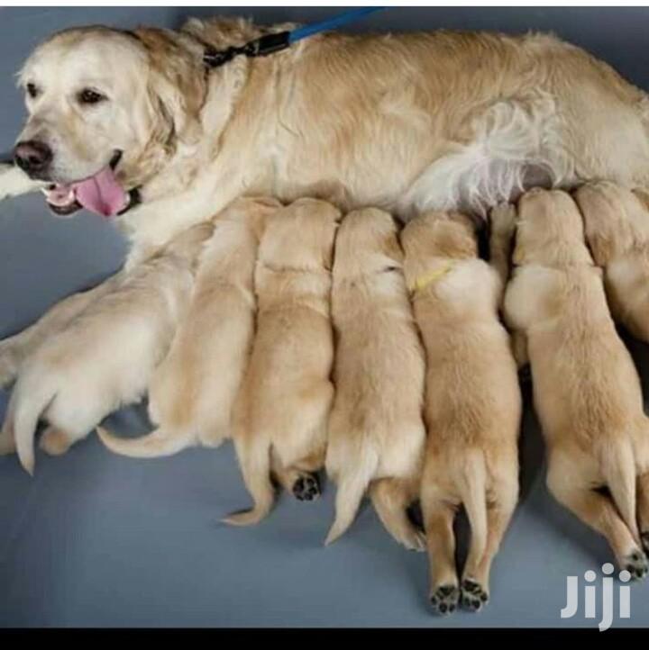 Adult Male Purebred Golden Retriever