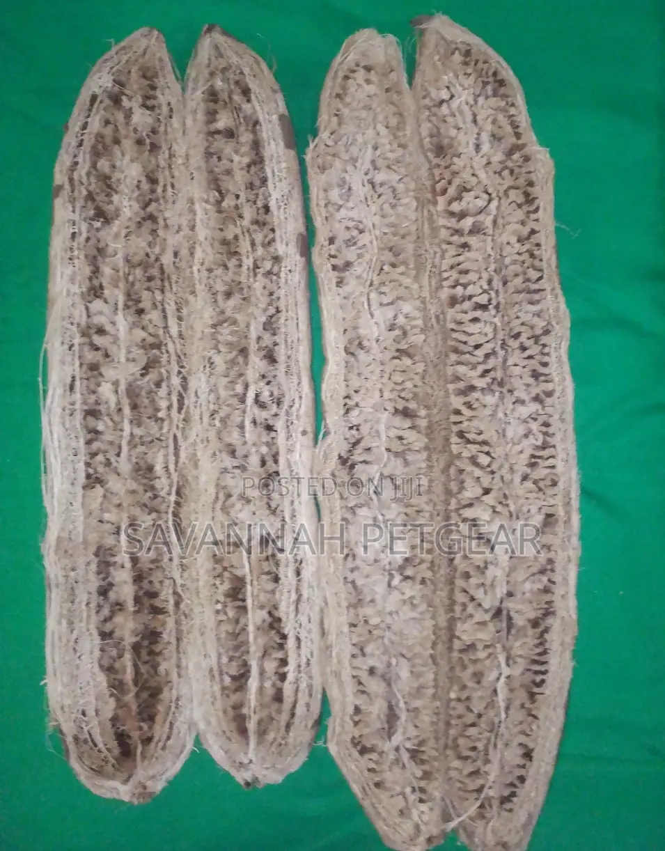 Dried Miratina Fruits Kigelia Africana Sausage Tree Fruits - Per Fruit