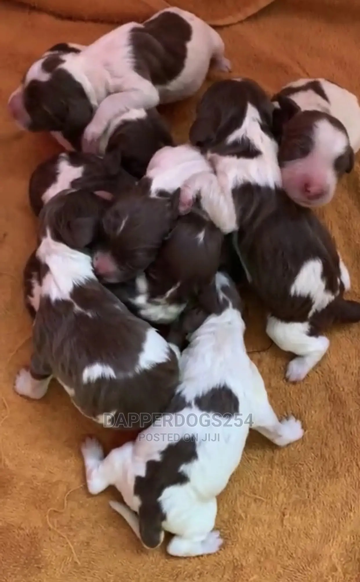 0-1 Month Male Purebred English Springer Spaniel