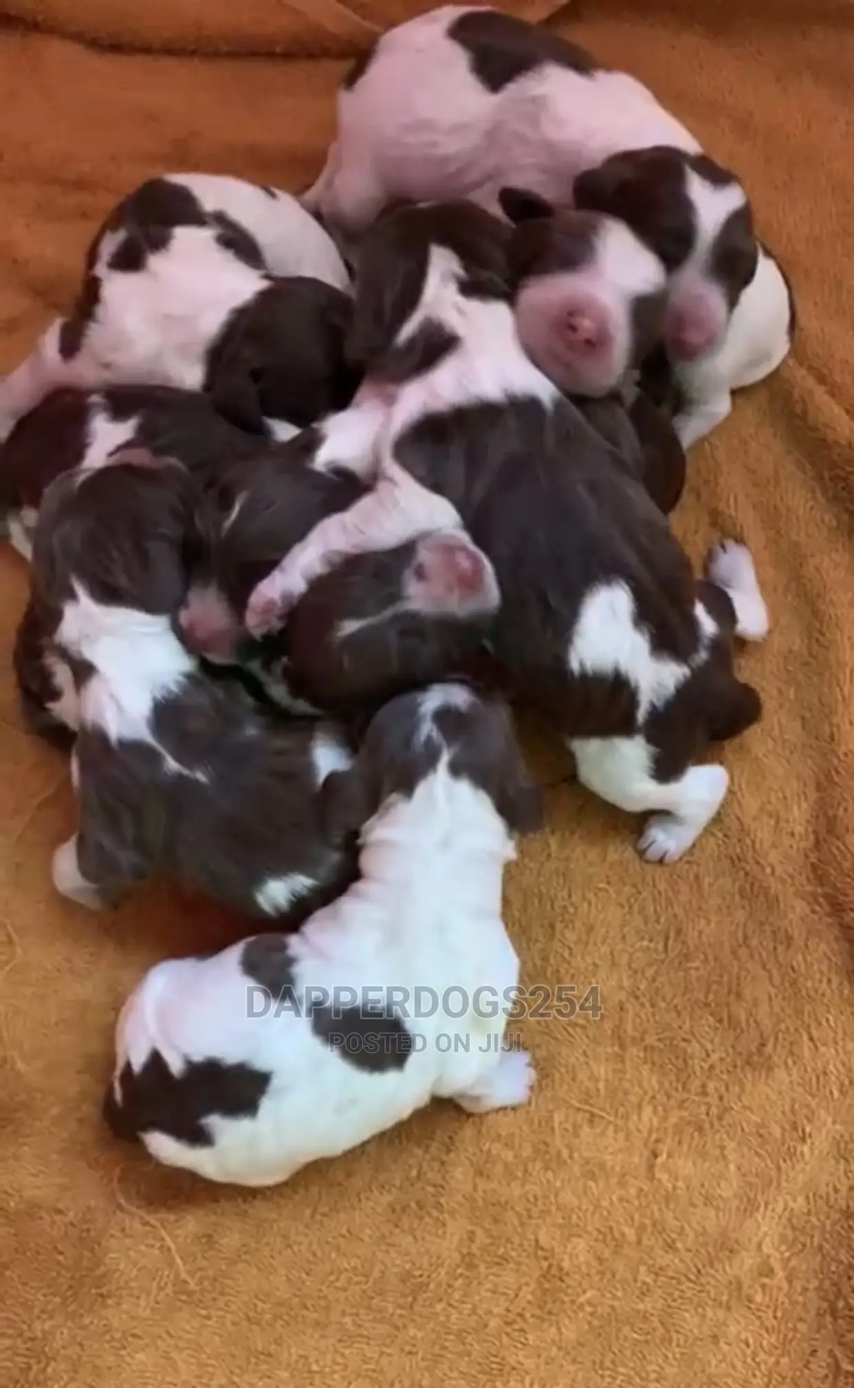 0-1 Month Male Purebred English Springer Spaniel