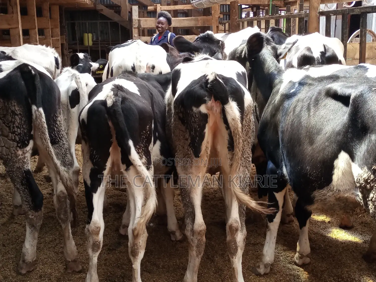 Pedigree Friesian and Holstein Bullying Heifers