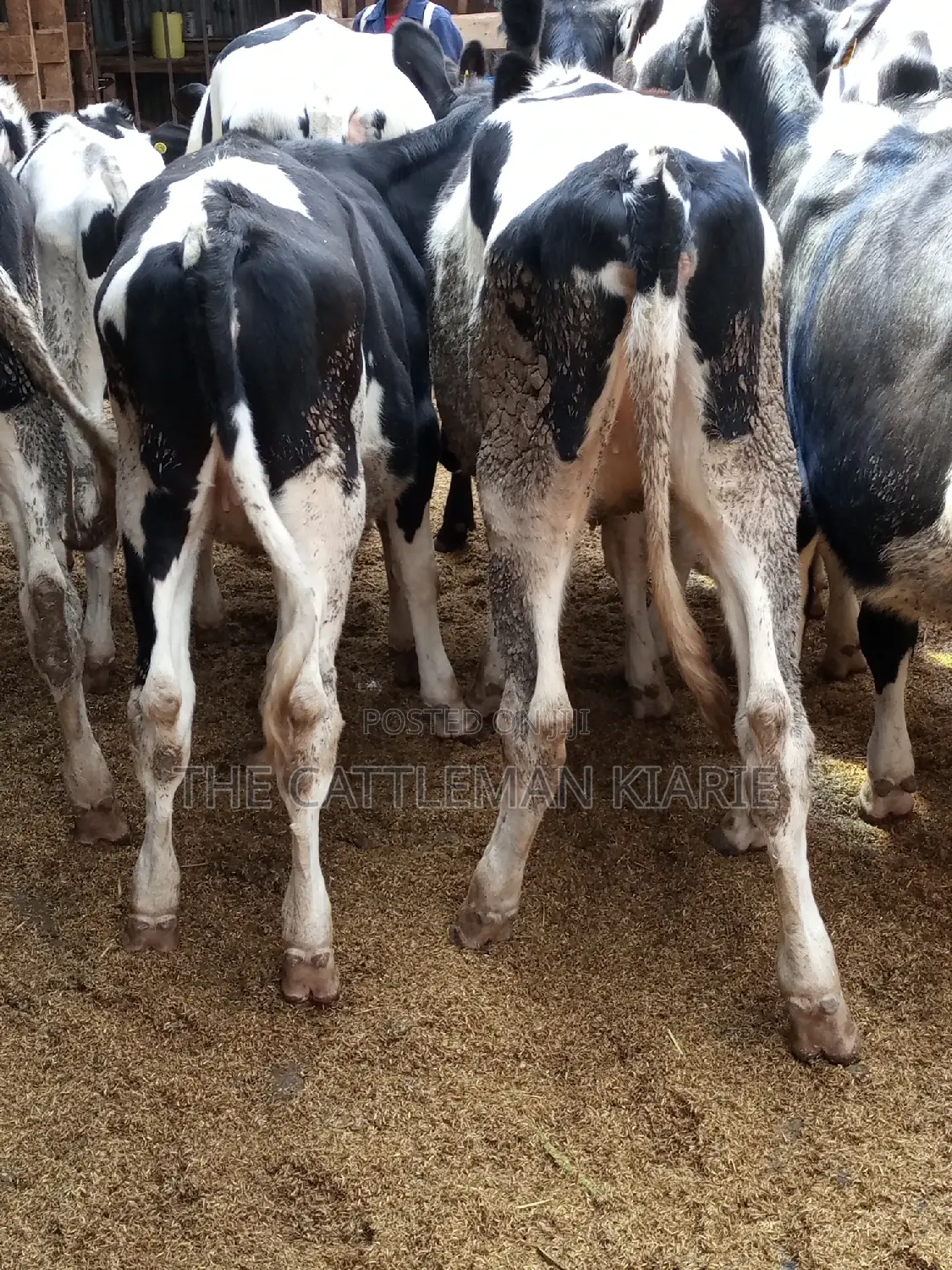 Pedigree Friesian and Holstein Bullying Heifers