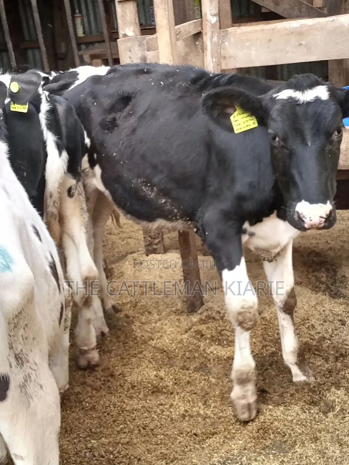 Pedigree Friesian and Holstein Bullying Heifers