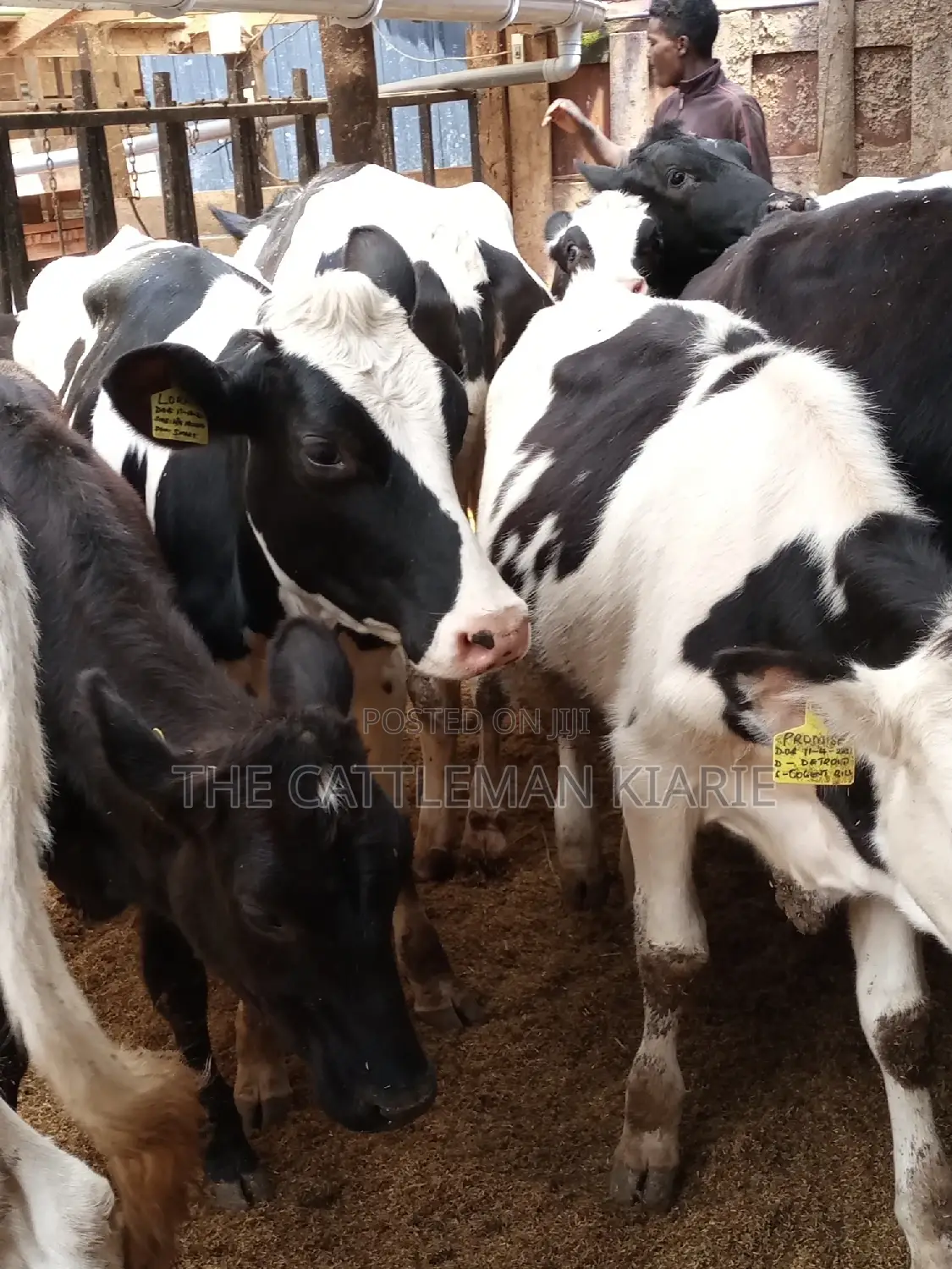 Pedigree Friesian and Holstein Bullying Heifers