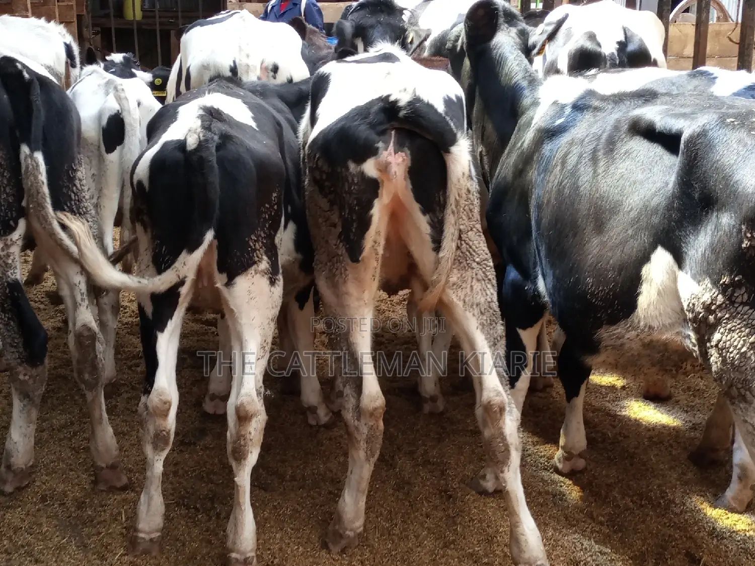 Pedigree Friesian and Holstein Bullying Heifers