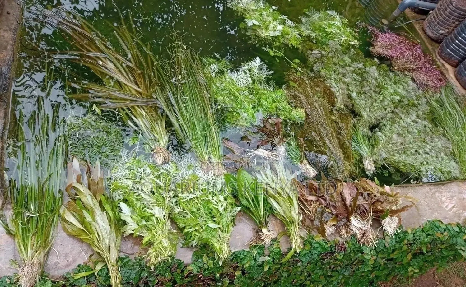 Assorted Aquarium Live Plants