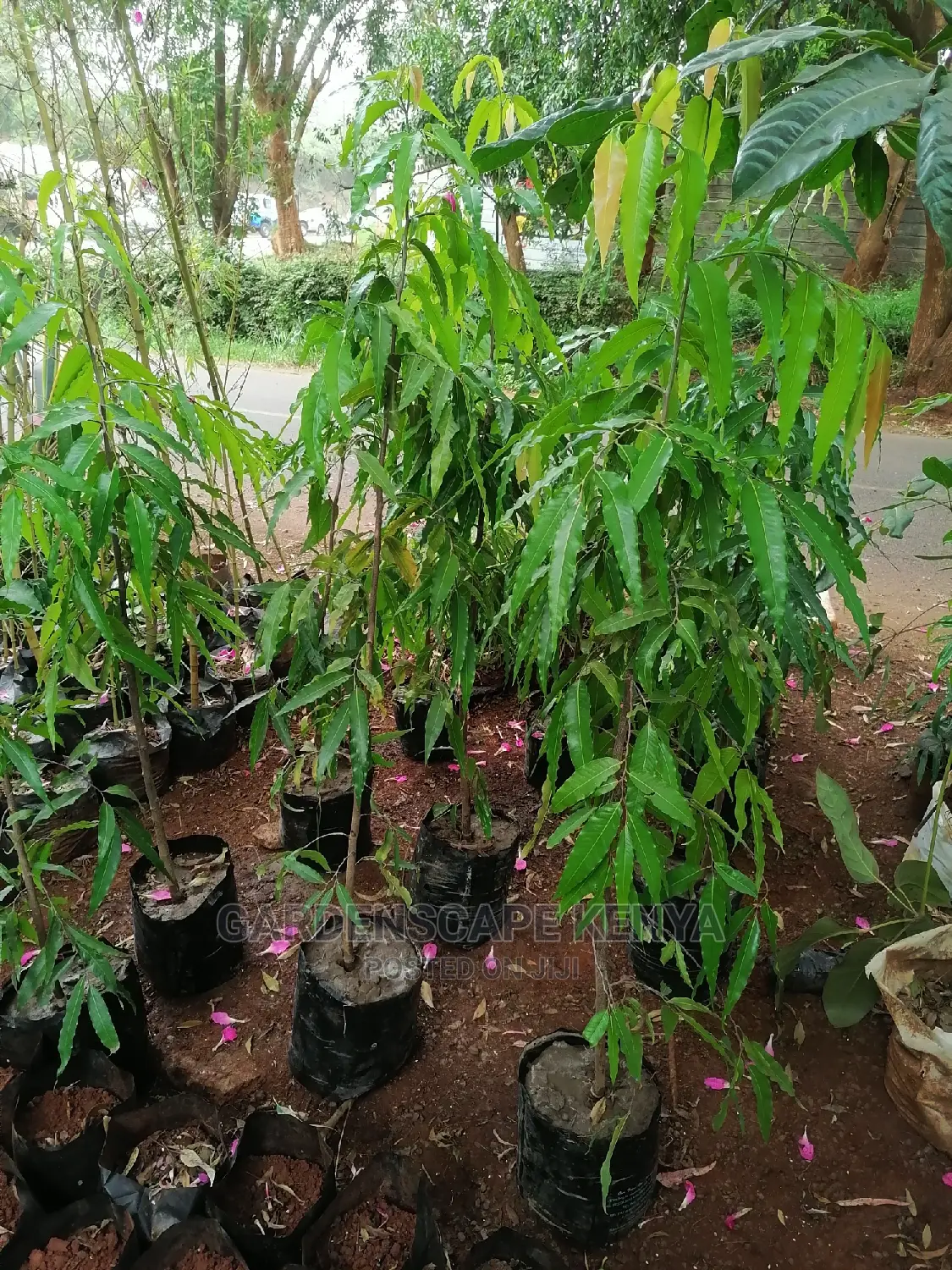 Ashok Trees