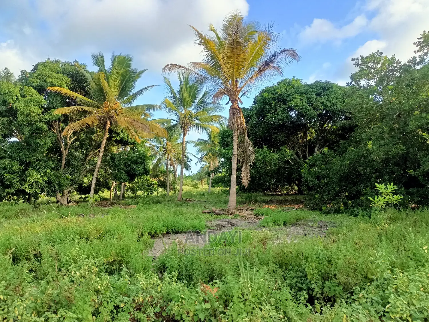 Prime Land for Sale - Kwale-Ng'ombeni