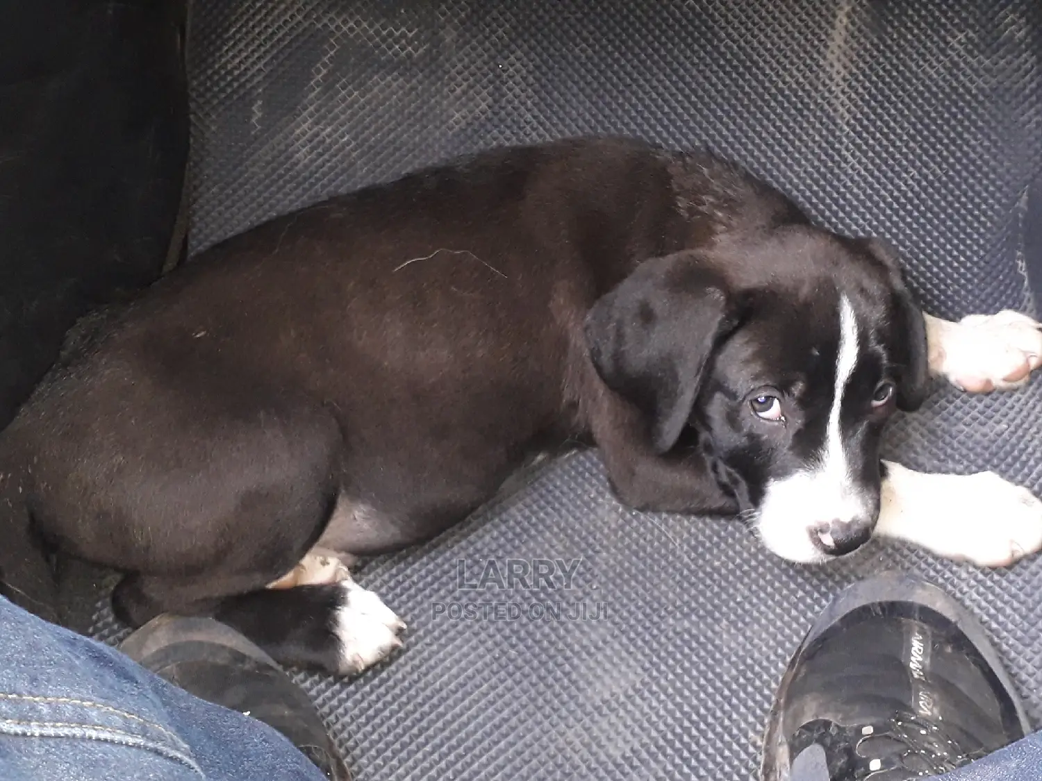 1-3 Month Male Purebred Boerboel