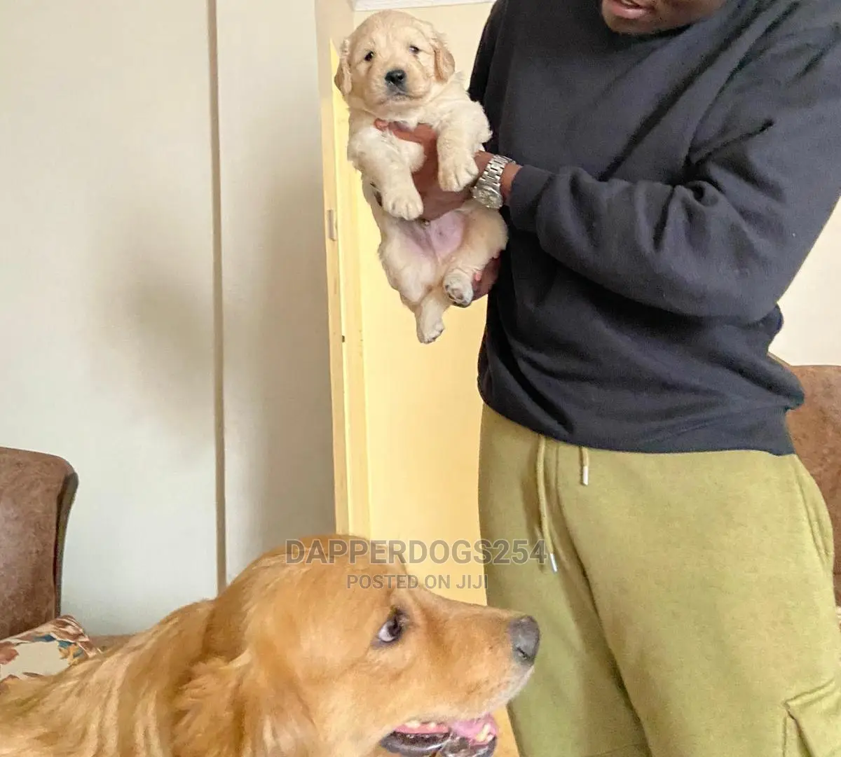 1-3 Month Male Purebred Golden Retriever