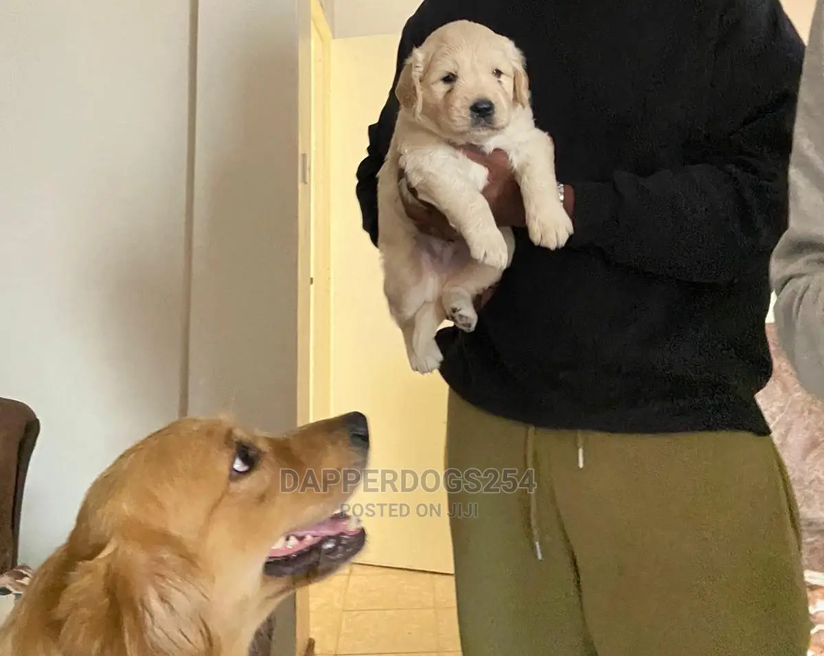 1-3 Month Male Purebred Golden Retriever