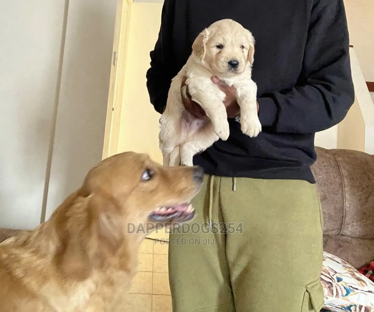 1-3 Month Male Purebred Golden Retriever