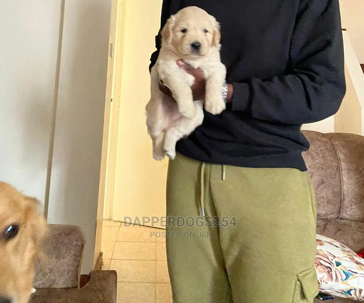 1-3 Month Male Purebred Golden Retriever