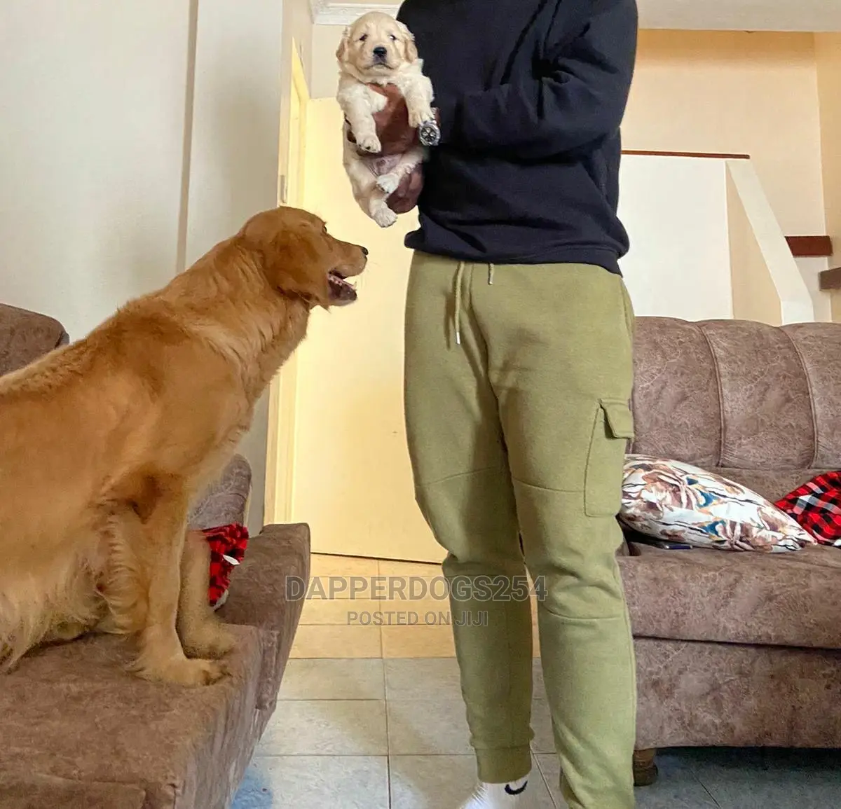 1-3 Month Male Purebred Golden Retriever