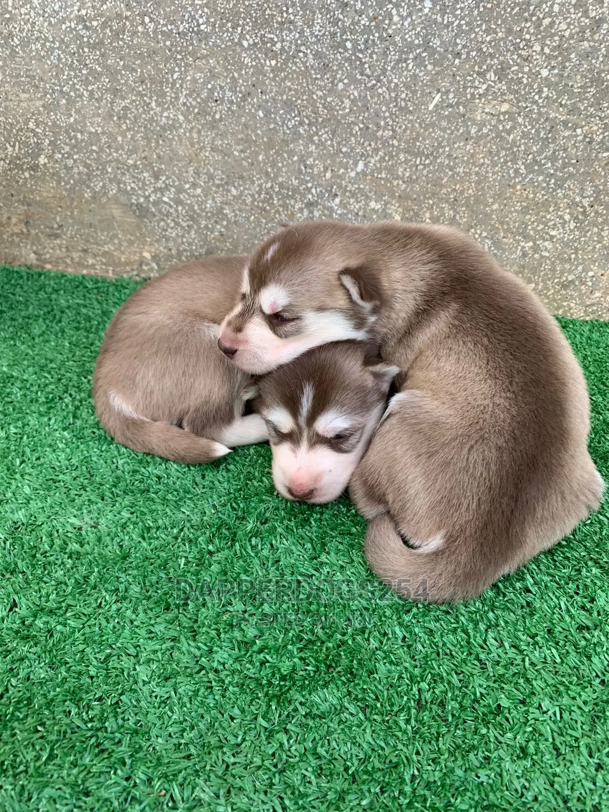 1-3 months Male Purebred Siberian Husky