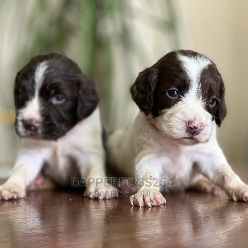 1-3 months Male Purebred English Springer Spaniel