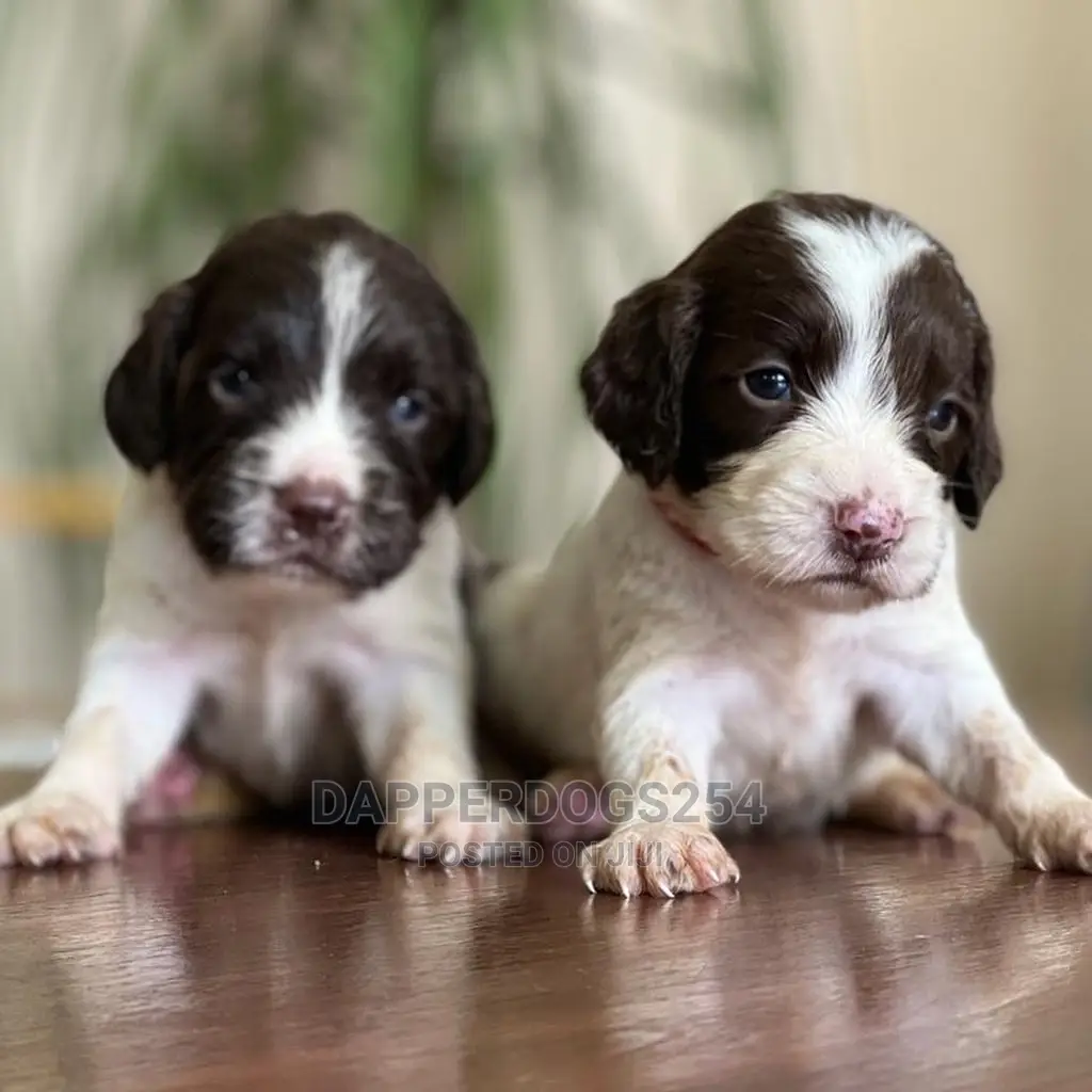 1-3 months Male Purebred English Springer Spaniel