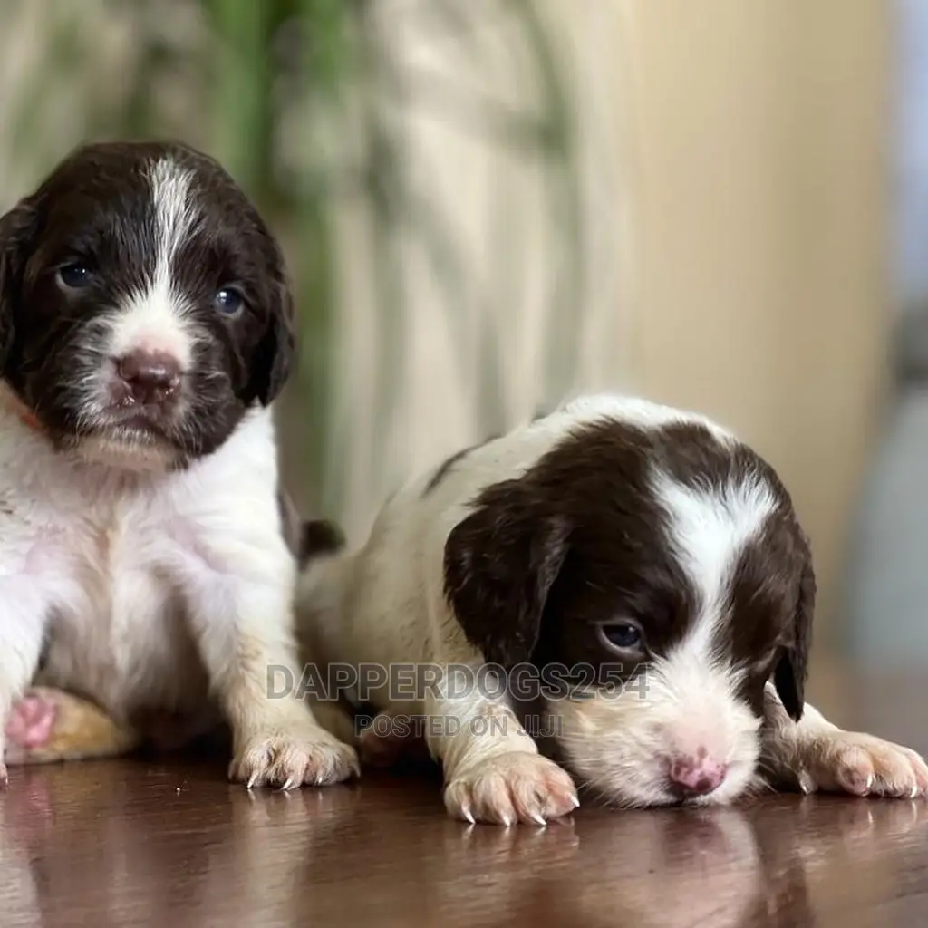 1-3 months Male Purebred English Springer Spaniel
