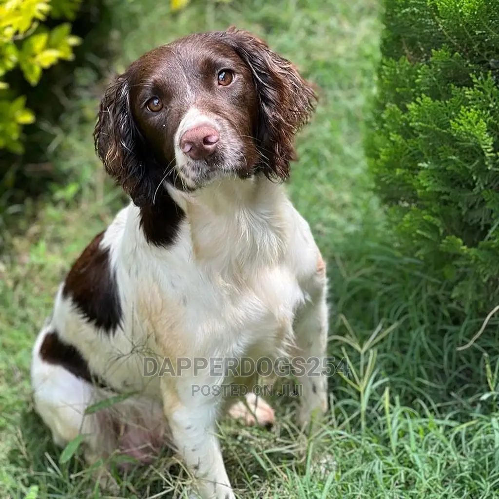 1-3 months Male Purebred English Springer Spaniel
